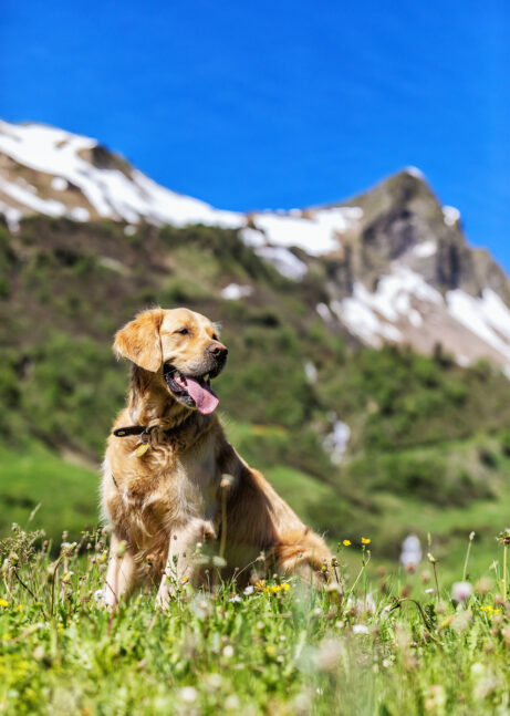 Hund Luke sitzt in der grüne Wiese vor einer Bergkulisse mitten in Faschina.