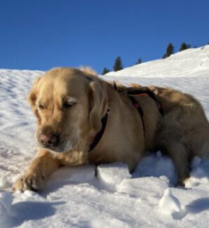 Fellnasen Schnupperpauschale